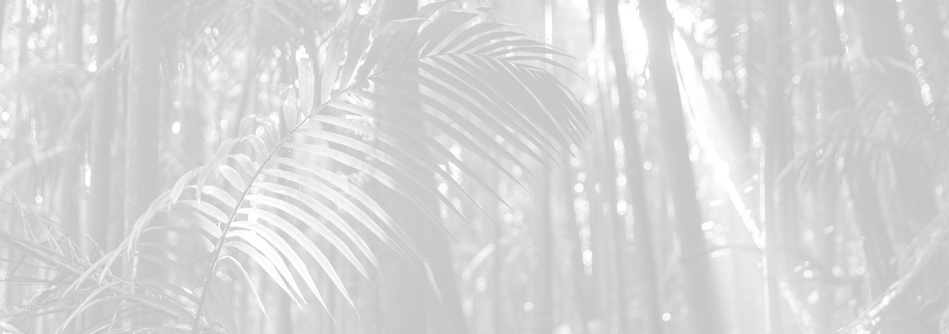 A light grey scale image of a palm situated within a tropical rainforest.