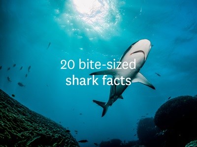 20 bite-sized shark facts