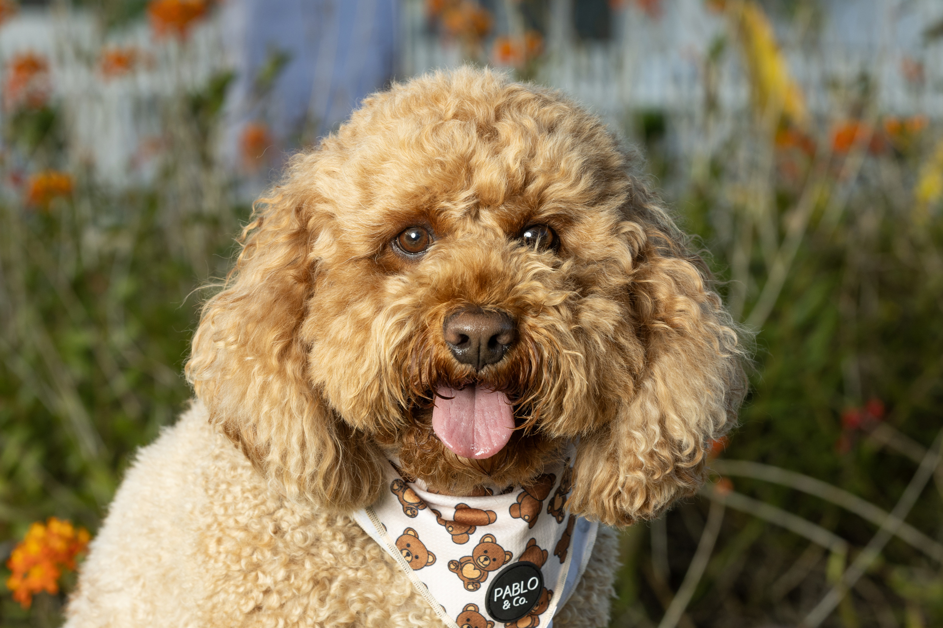 Dog Park Opening