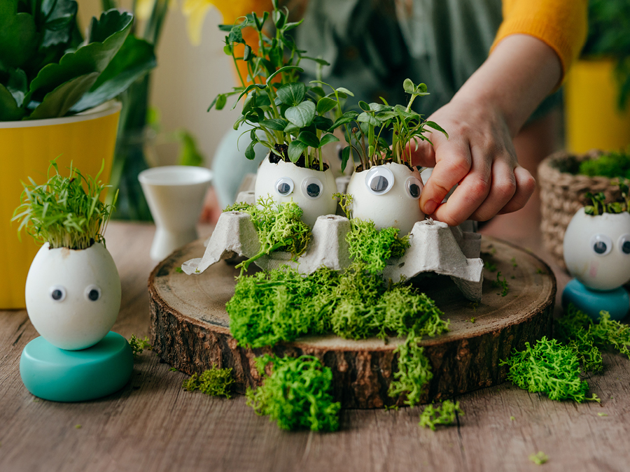 Cracked eggshells being used to plant mini herbs for an indoor herb garden.