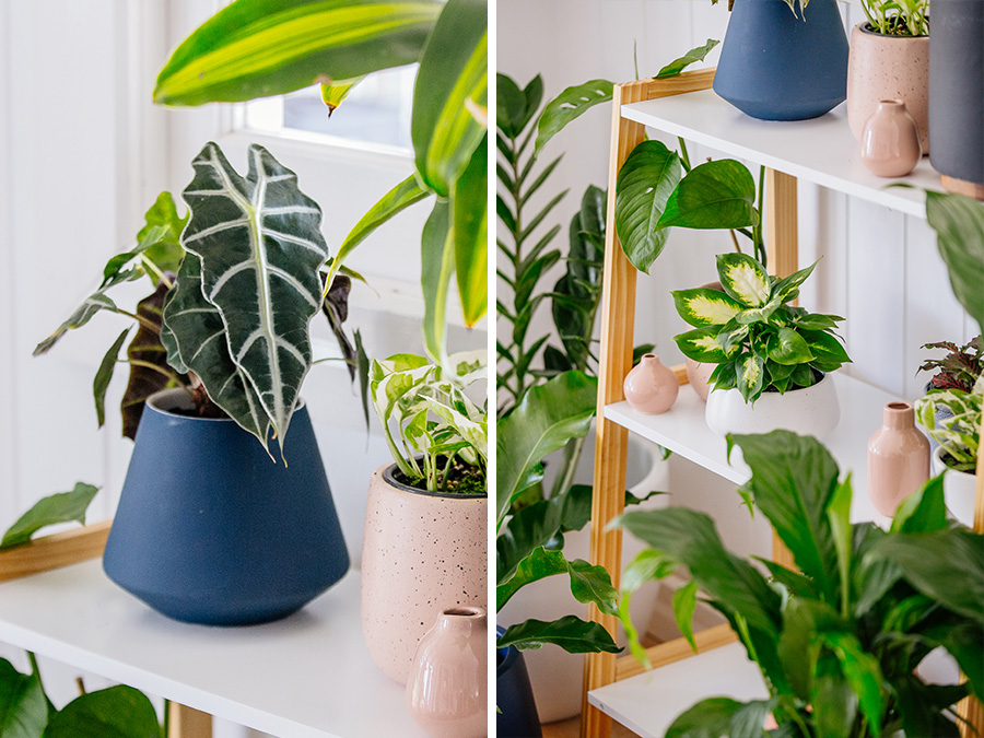 Indoor Plants