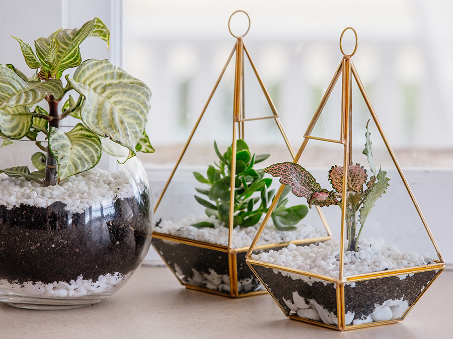 Indoor Plants in a Terrarium