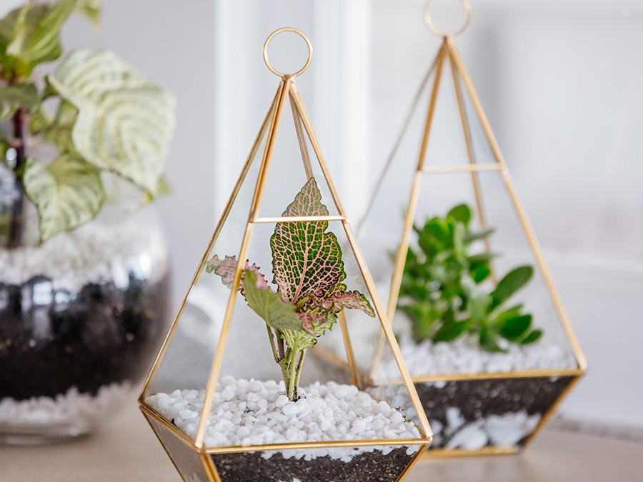 Indoor plants in a Terrarium