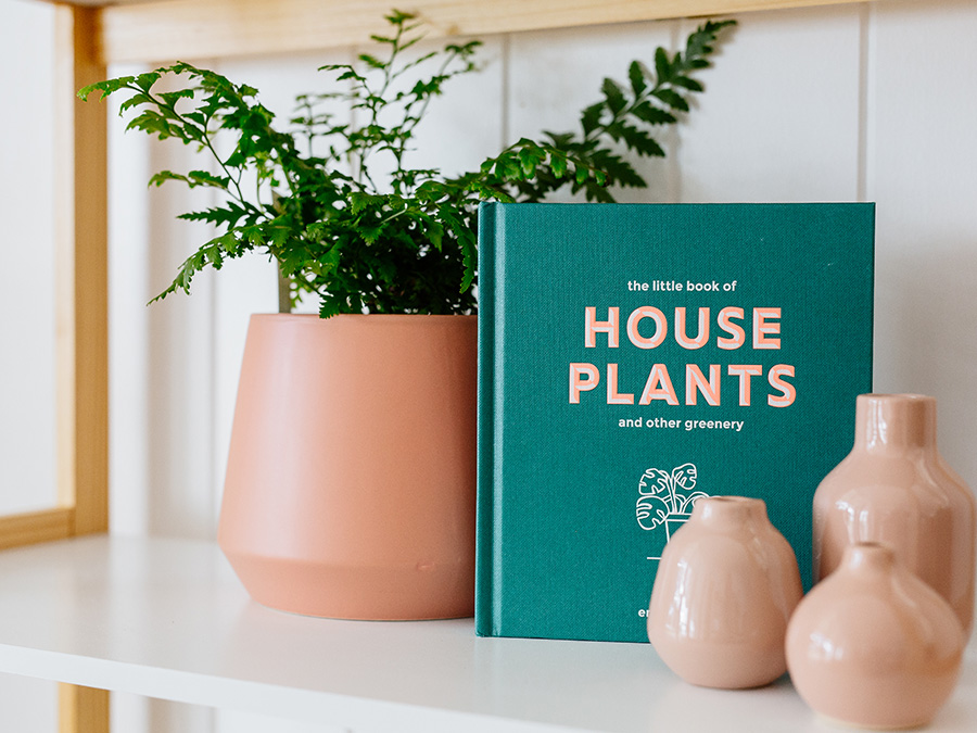 Indoor plants on a book shelf