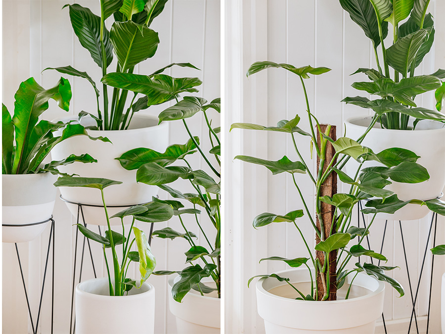 Indoor plants