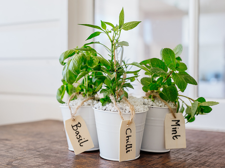 Indoor plants