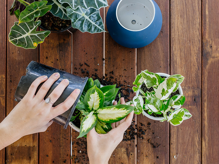 Handling plants