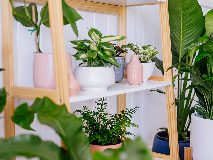 Indoor plants in a Terrarium