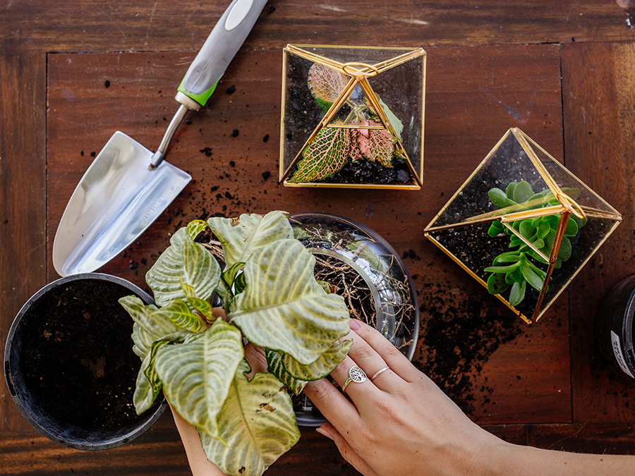 Indoor plants in a Terrarium