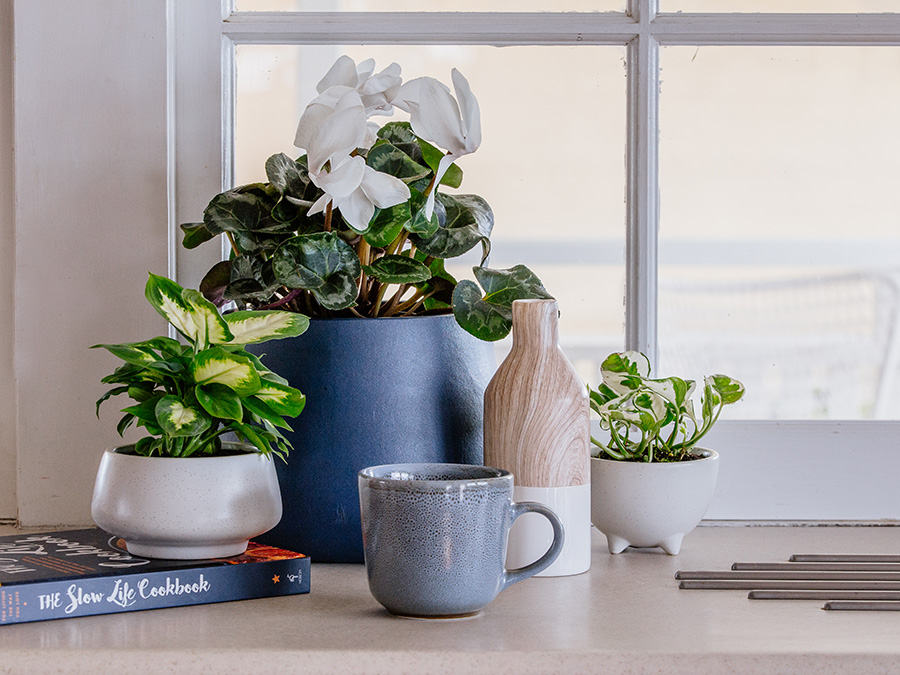 Indoor plants