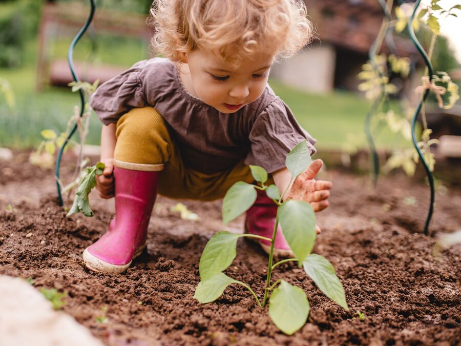 A young child in gumboots crouched down looking a a vegetable seedling growing in a garden