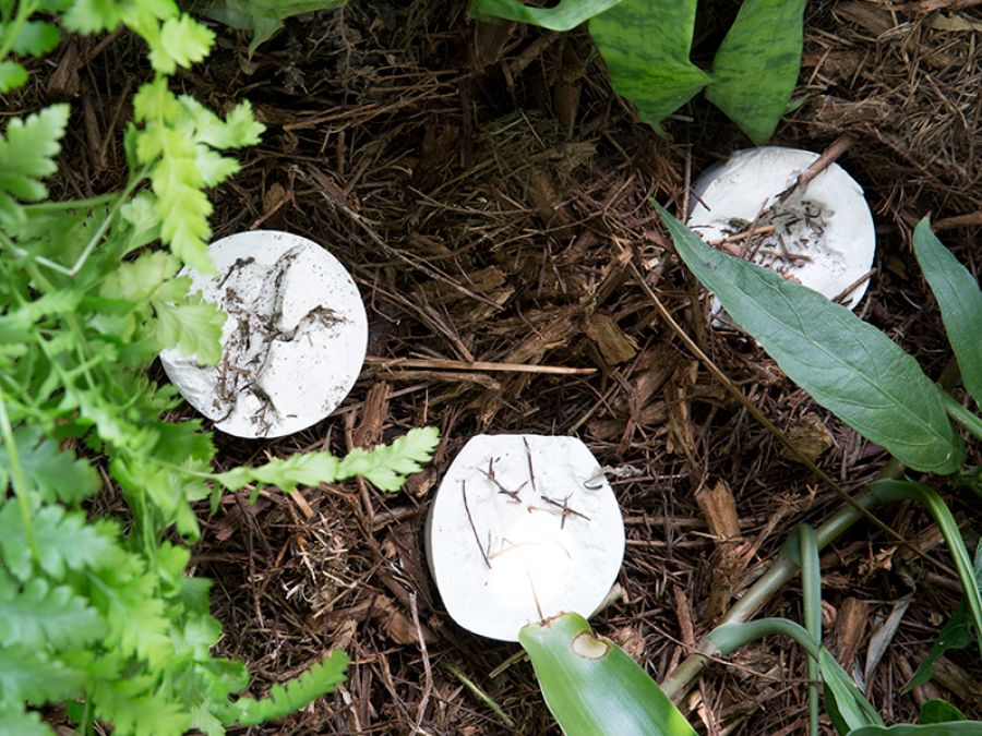 Plaster DIY made fossils sitting on the ground in the garden