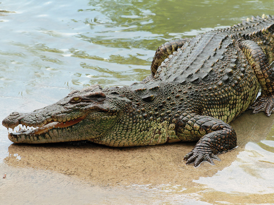 Crocodile tears' are surprisingly similar to our own