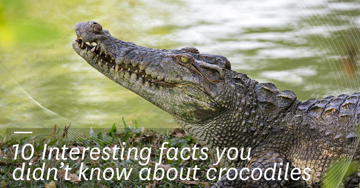 Crocodile- Some Surprising Facts About The Largest Reptile!